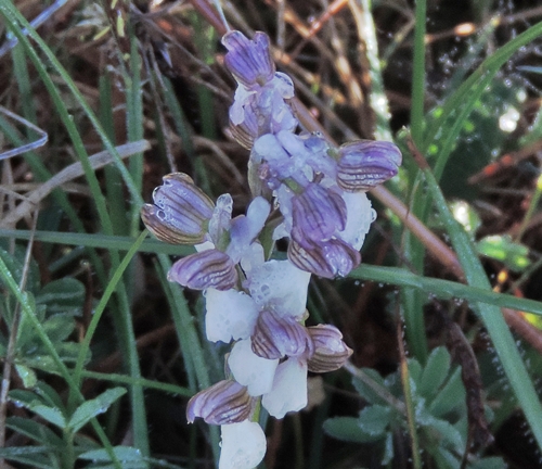 fiore di ghiaccio - Anacamptis morio